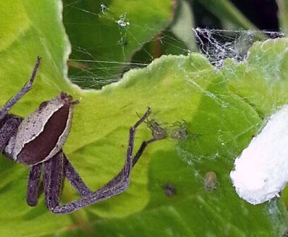 Closeup of Nursery Web Sspider, nest, and babies.